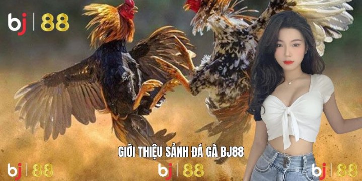 Đôi nét về đá gà BJ88 hot nhất thị trường giải trí 2025